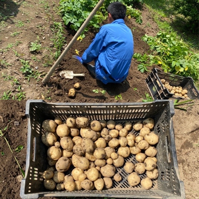 じゃがいも掘り🥔