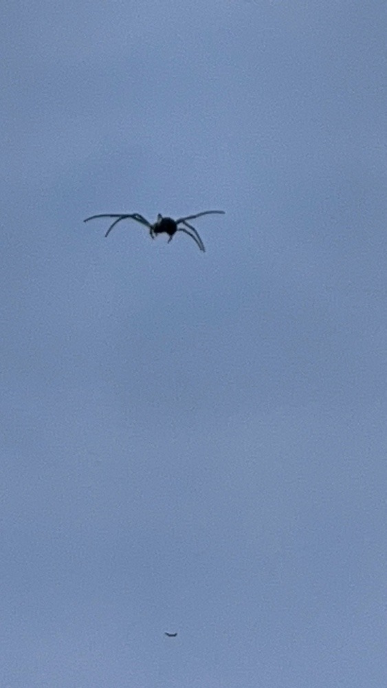 空飛ぶ蜘蛛