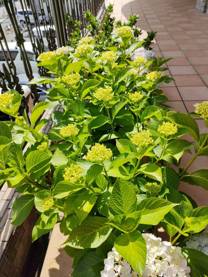 何色の紫陽花が好きですか❓