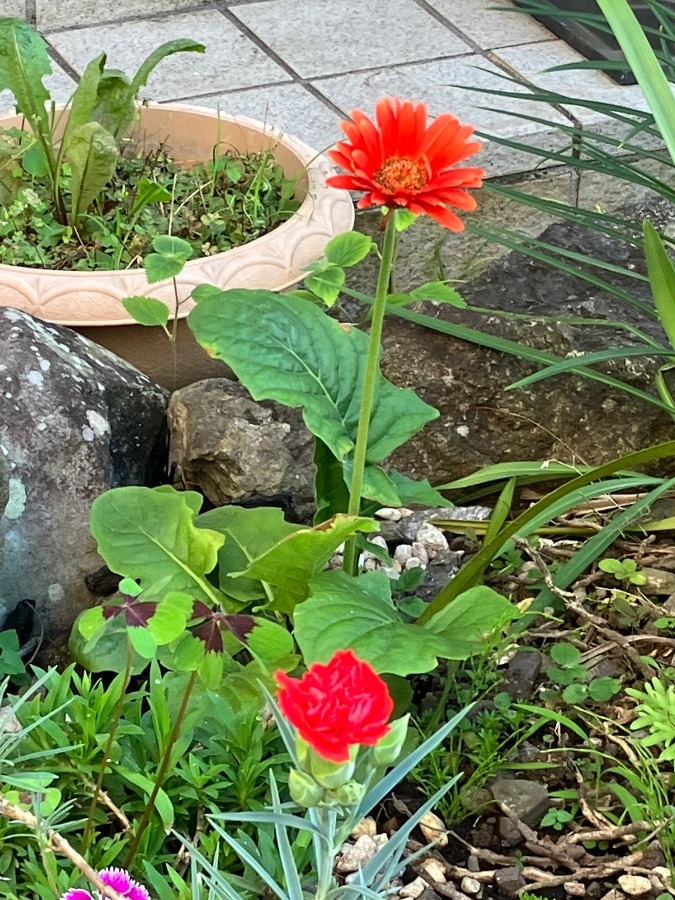 我が家の庭に咲いたガーベラとカーネイションです‼️綺麗に開きました。