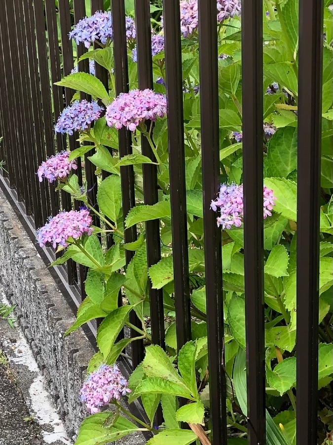 良い感じで🌸