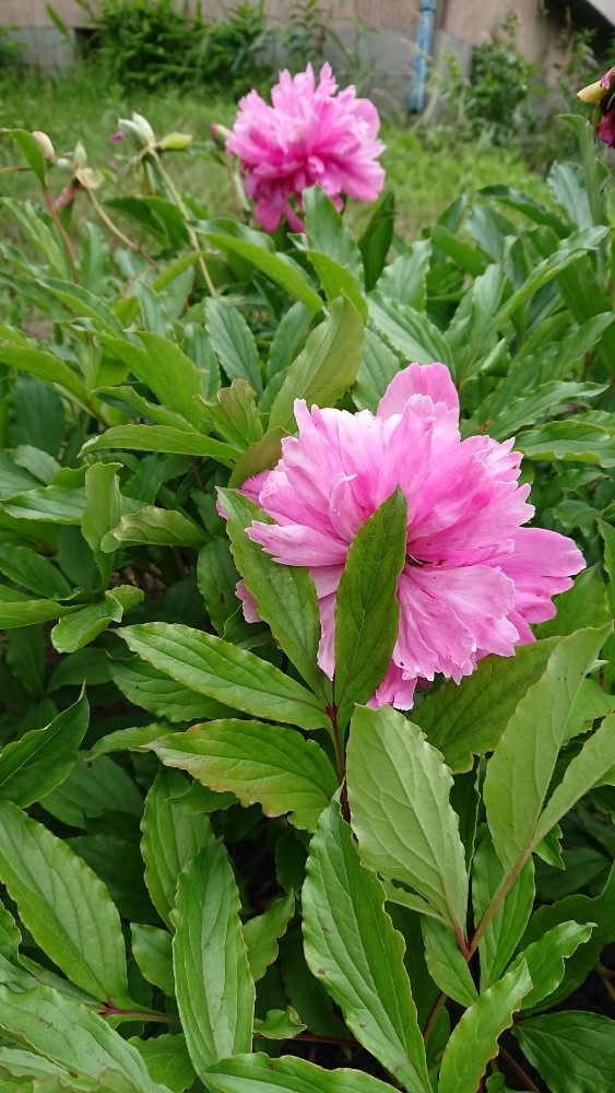 ピンクの花💠