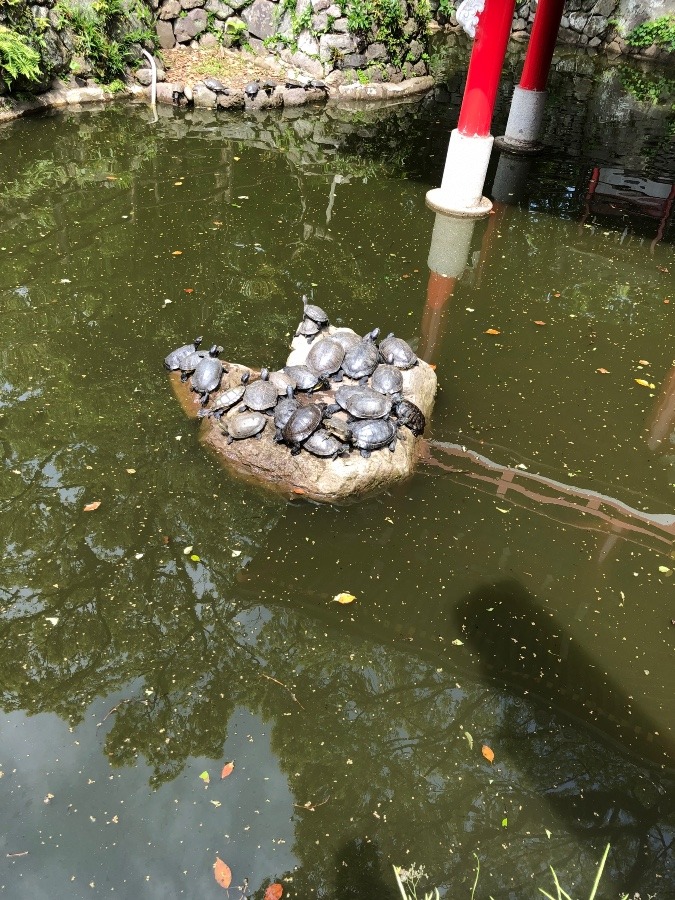 ✨春日神社✨