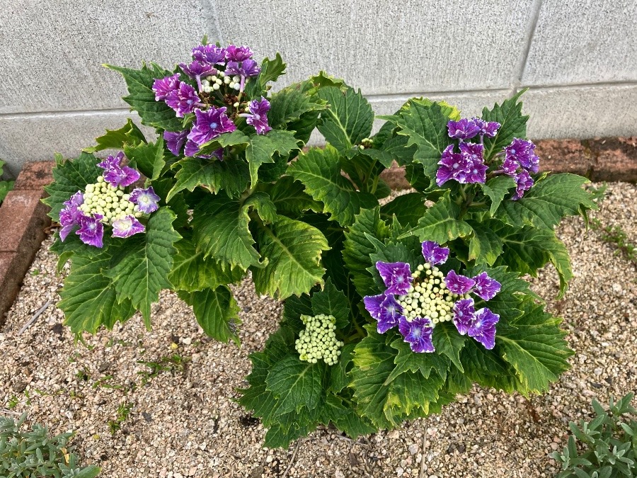 紫陽花（スターリットスカイ）