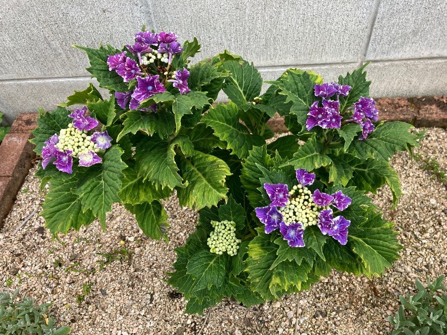 紫陽花（スターリットスカイ）