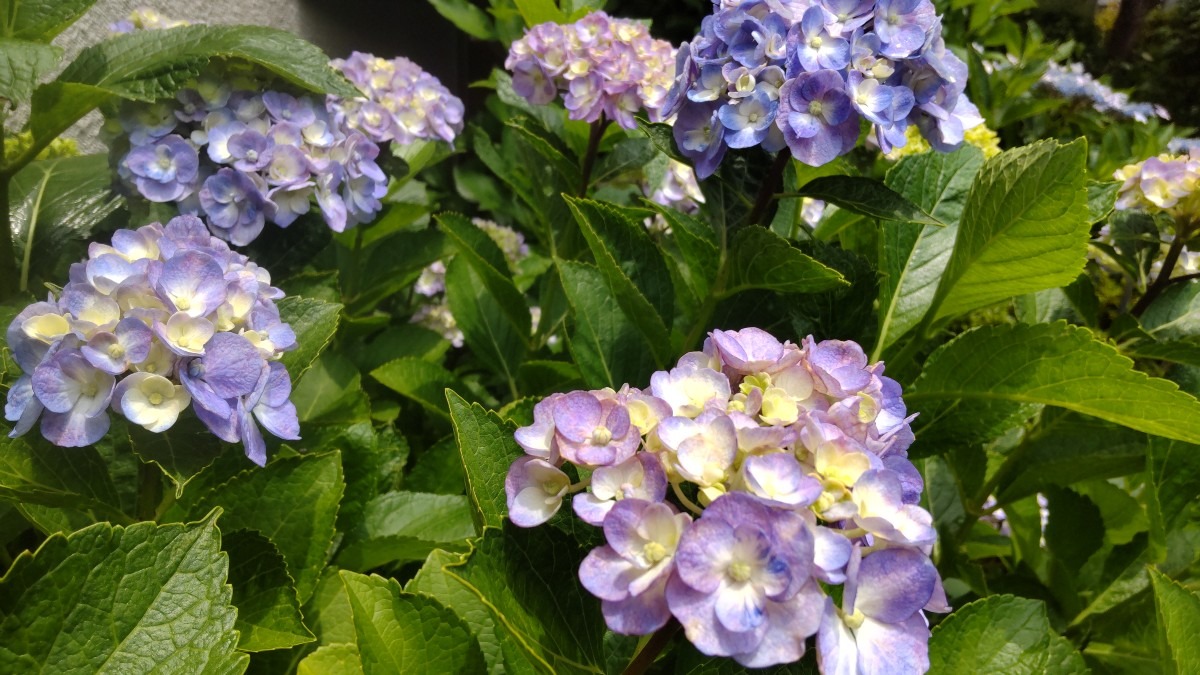 玄関横の紫陽花2