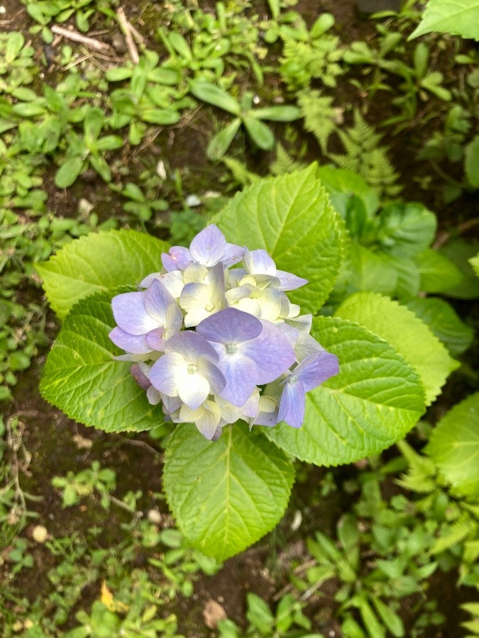 二輪目が色付き始めました✨