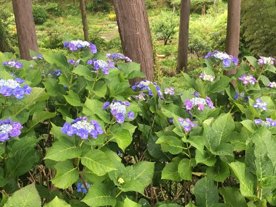 雨の中、吉祥寺の公園にある紫陽花。ガクアジサイの一種。