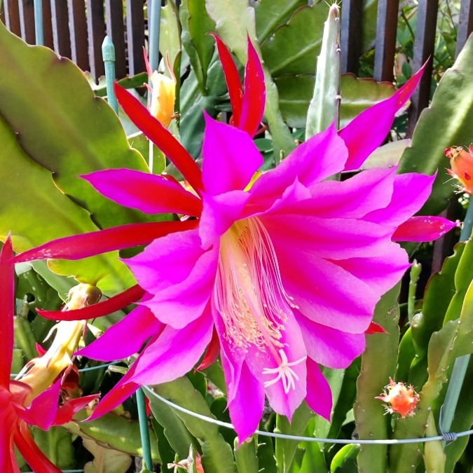 サボテンの花🌼🪴華やか〜🤗