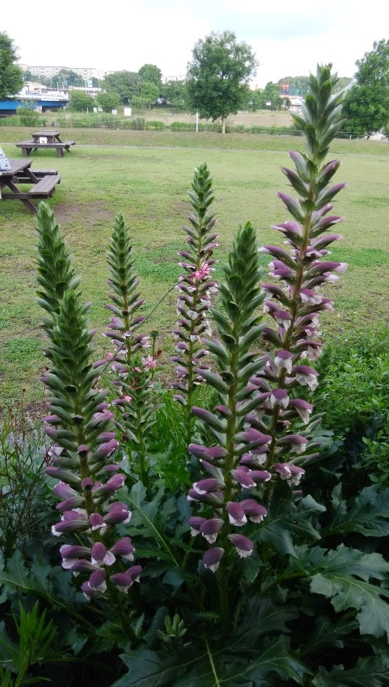 元気が、沸いて来る、植物です！