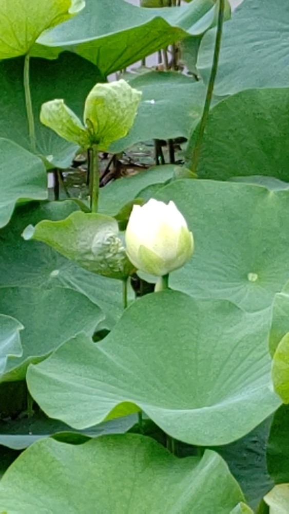 白い 蓮💚 有難い～🙏