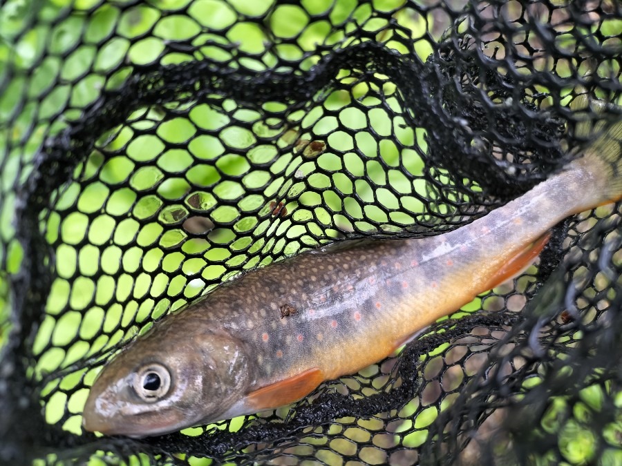 北海道にしか居ないレア魚！