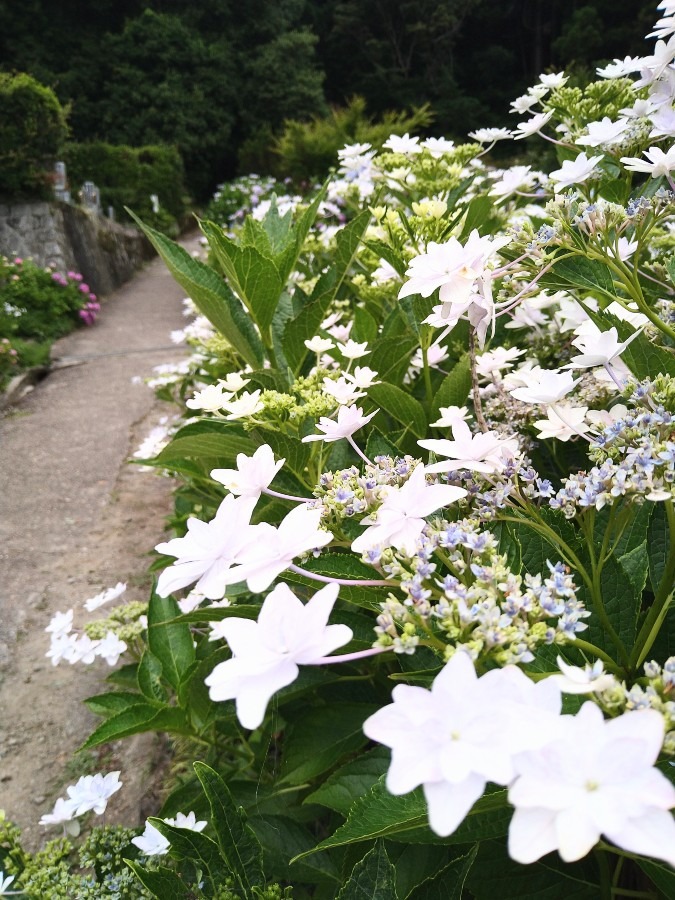 矢田寺の紫陽花