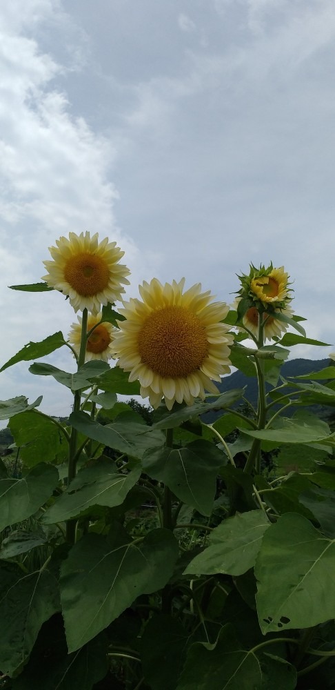 色白　ヒマワリ🌻