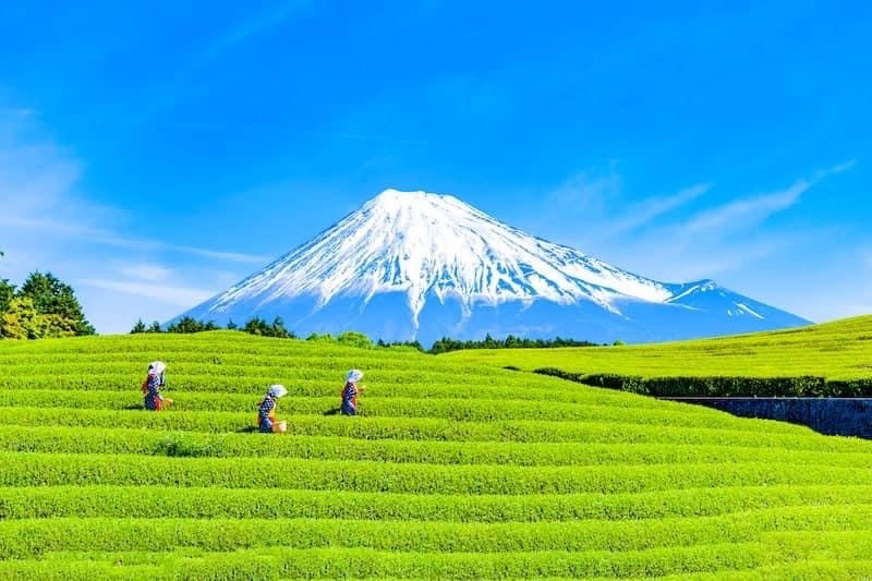 茶どころ🍵