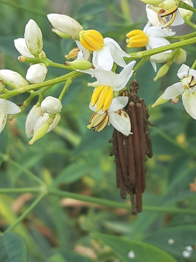 我が家の花(ナンテンとミノムシ🌼)