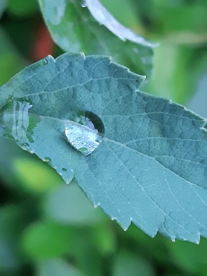 雨