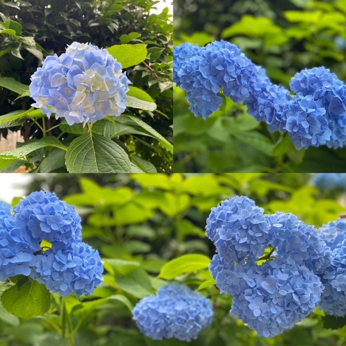 紫陽花✿.*･