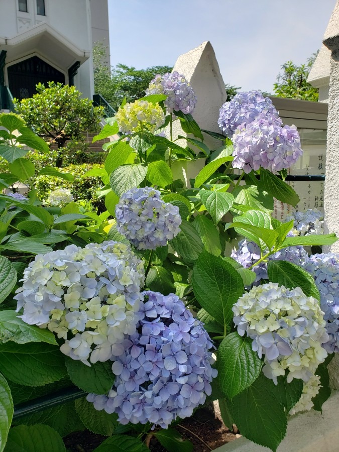 紫陽花からのメッセージ（6月13日）