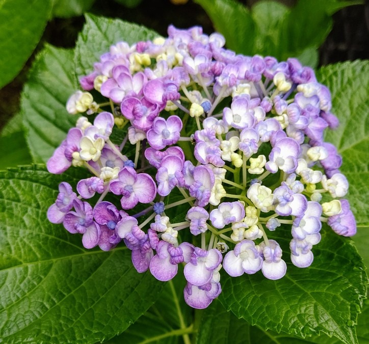 渦紫陽花(ウズアジサイ)♪