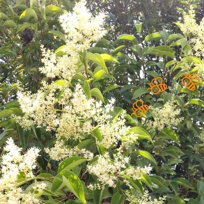 蜂がブ〜ン🐝分かるかな🤗