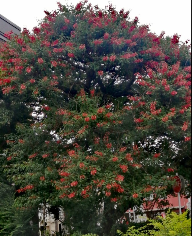 駅前の大きな赤い花樹