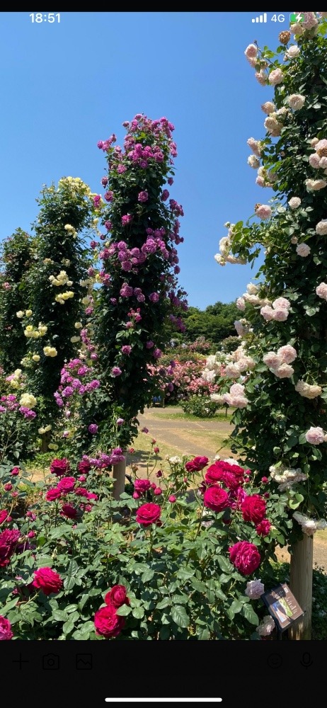 西武公園ローズガーデン①