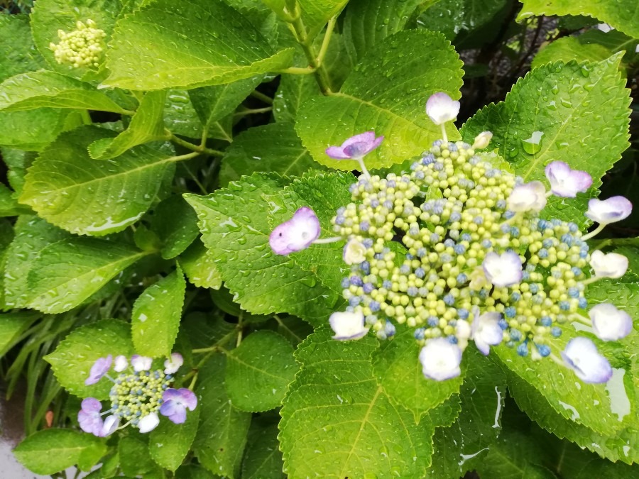 おはよう雨☔