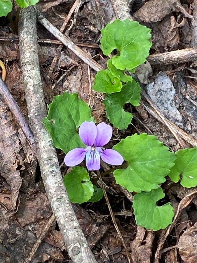 蔵王山頂の花🌸⑧