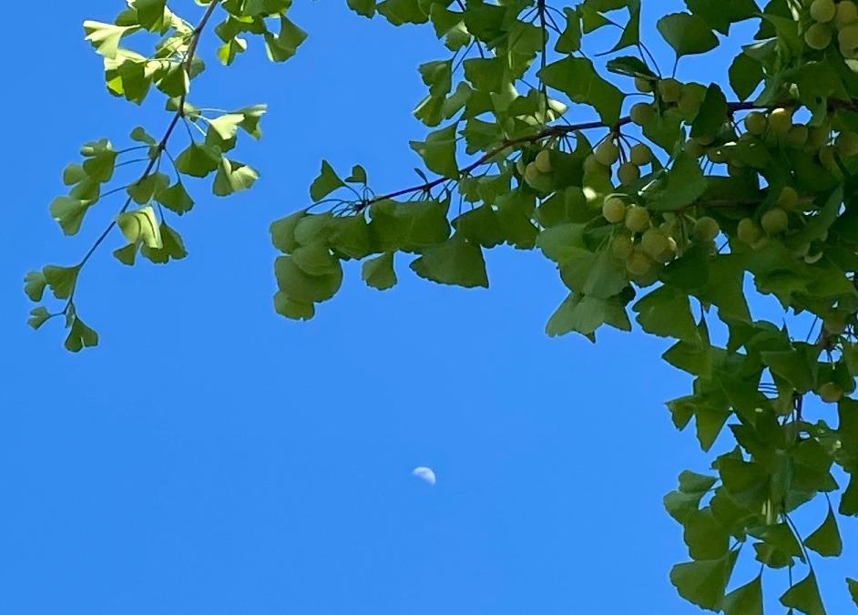 午後4時のお月様