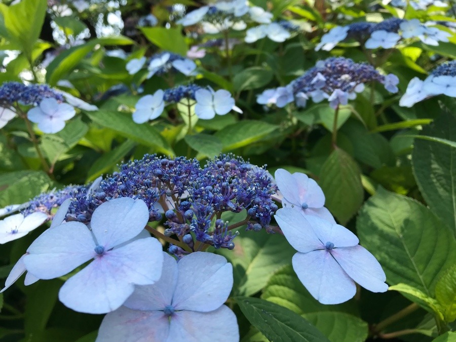 雨上がりの紫陽花💜