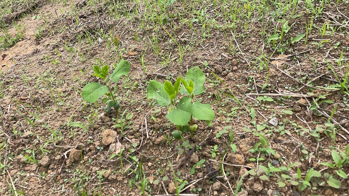 枝豆🌱