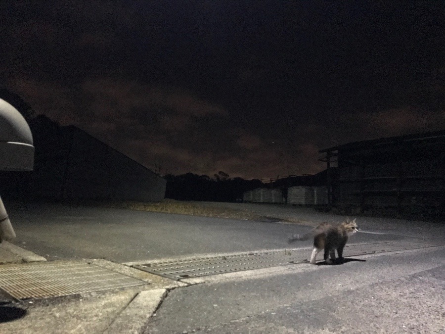 夜中の……