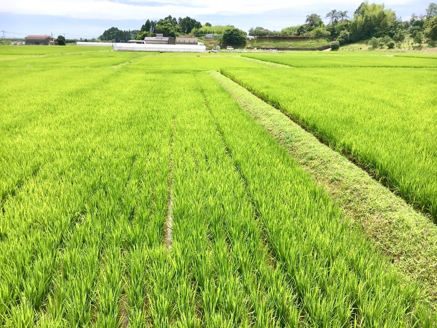 ⭕️ ミドリの色も、 綺麗ですね〜(^O^)