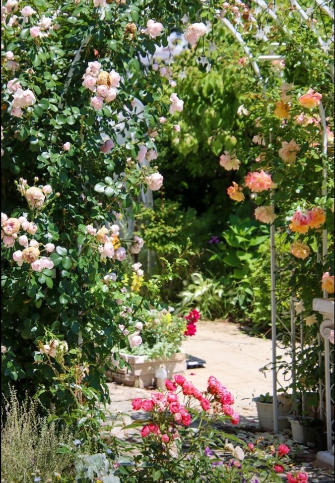友人からの写メ－薔薇の庭