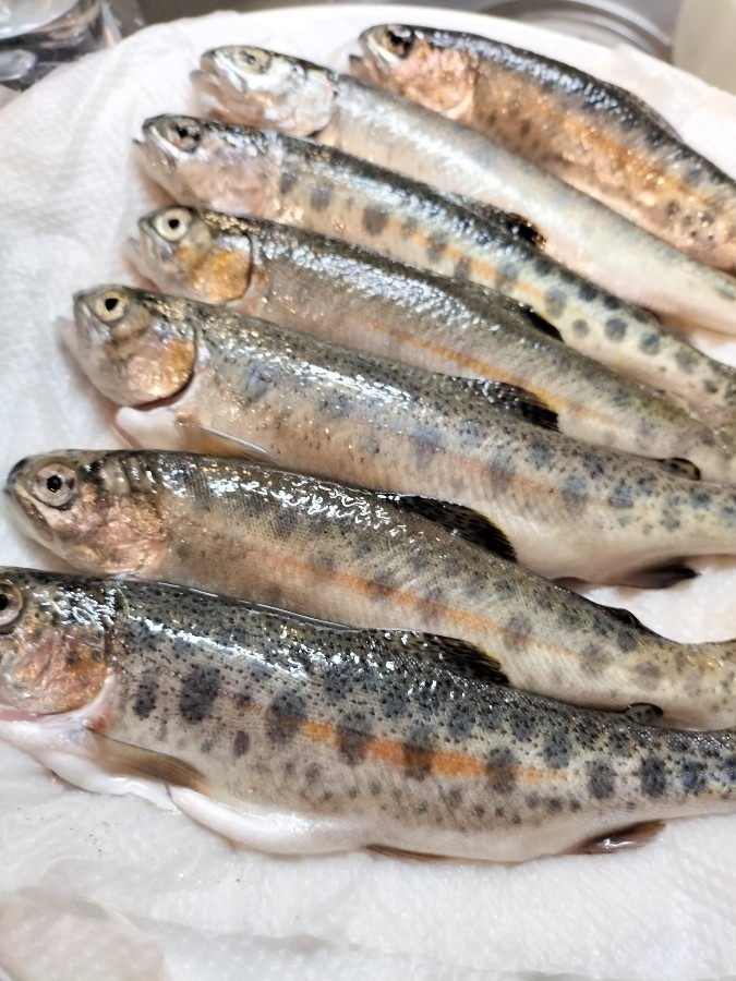 釣って来た山女魚を調理♪