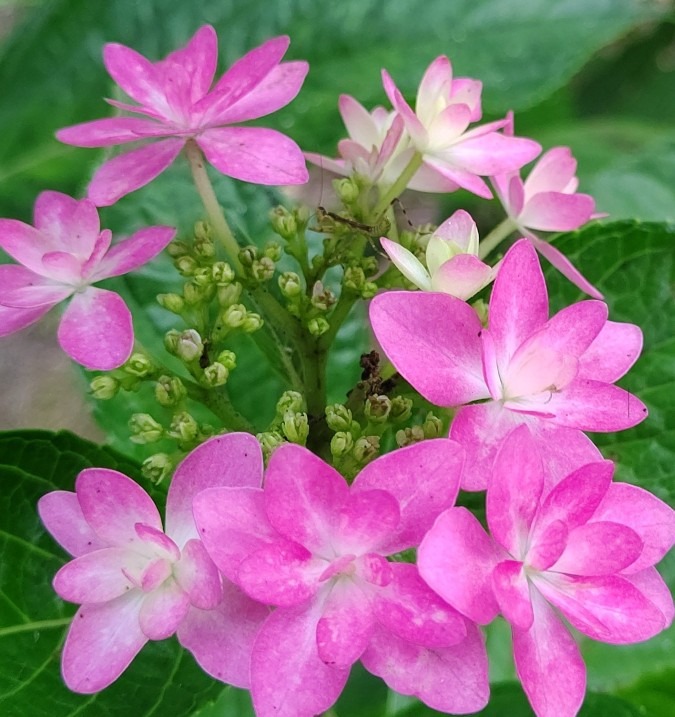 紫陽花 と 赤ちゃんカマキリ♪②