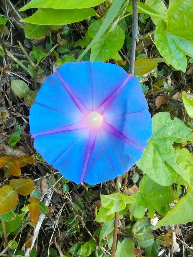 朝顔