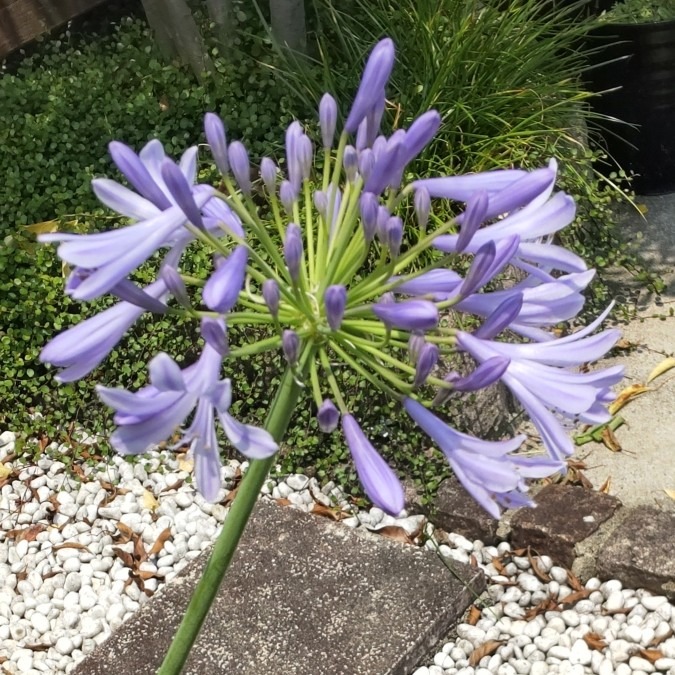 梅雨の彩り💜アガパンサス🎆