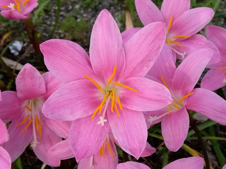 かわいい💞ピンクの花❣️