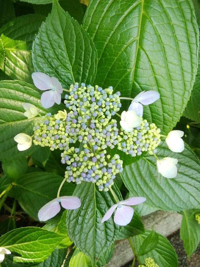 今日の紫陽花②