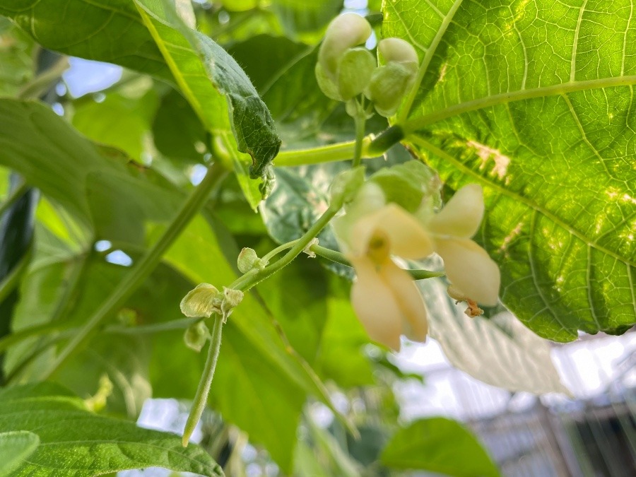 インゲンの花