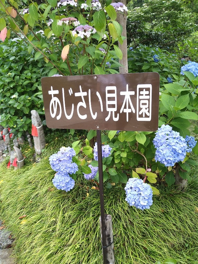 楊谷寺の紫陽花