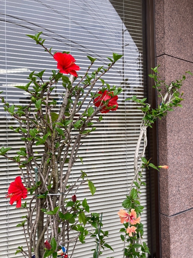 雨の中咲いているよう🌺