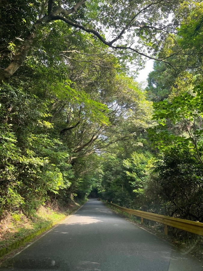 木々のトンネル