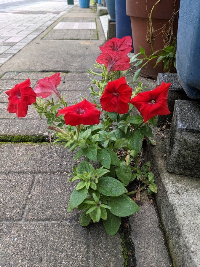 ど根性 花