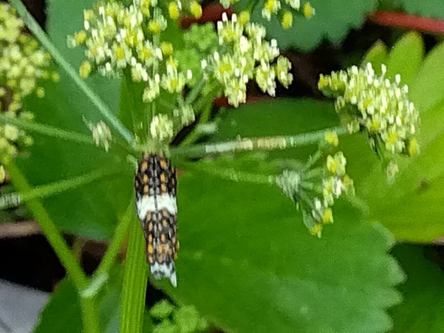 チョウチョ🦋の幼虫⁉️②