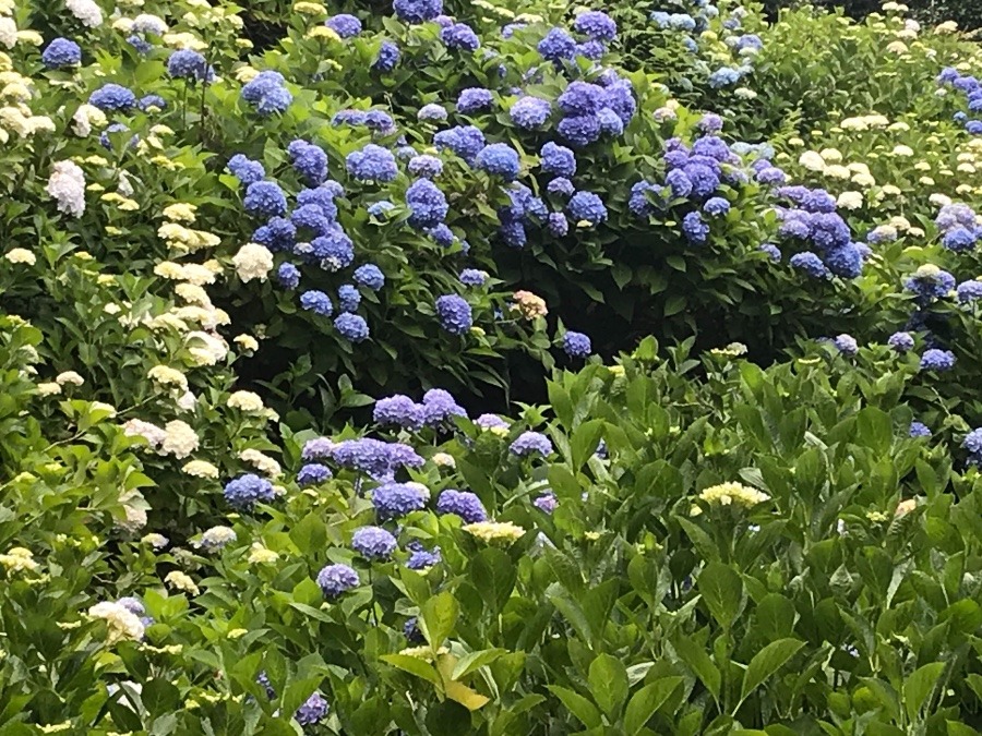 観音寺さんの紫陽花❁⃘*.ﾟ