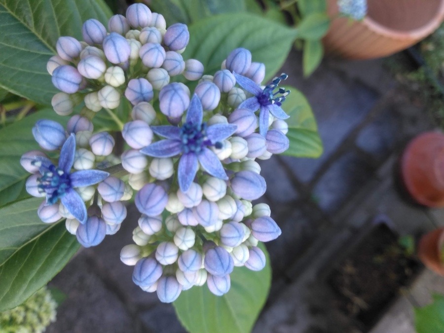 紫陽花（アオノヒトミ）