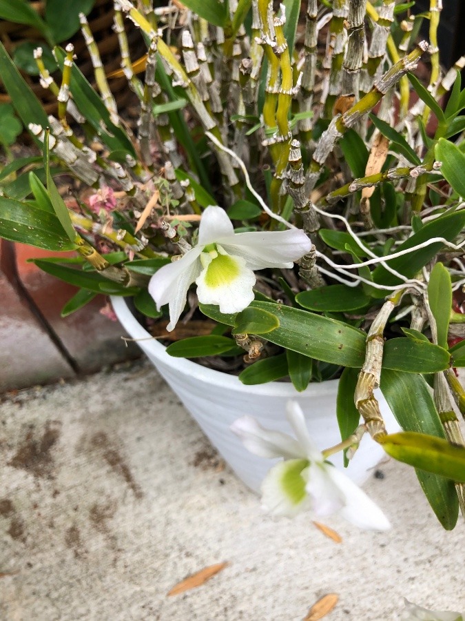 今年も咲きました🌸